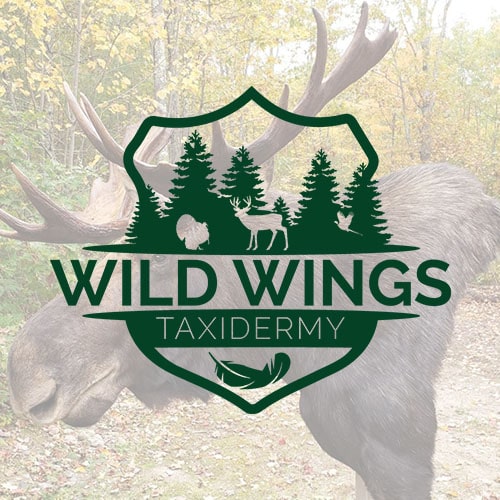 Wild Wings Taxidermy logo