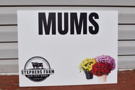 stephens-farm-mums.jpg